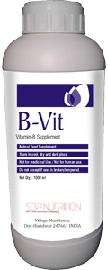 B-Vit